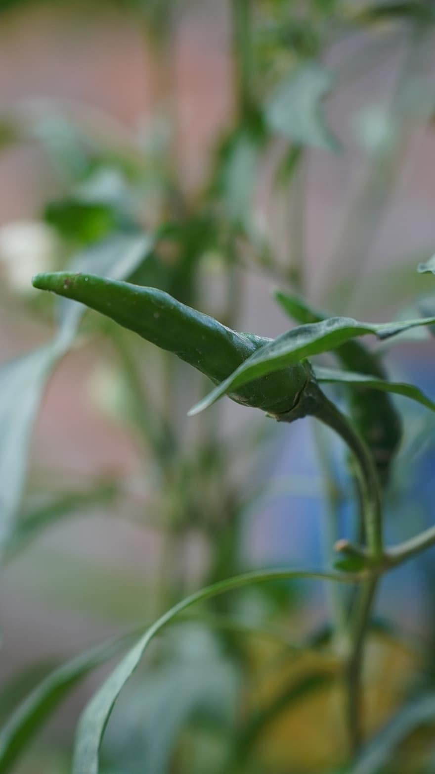 Green Chili Pepper, Fruit, Plant, Chili Pepper, Hot Pepper, Chili, Young Fruit, Leaves, Nature