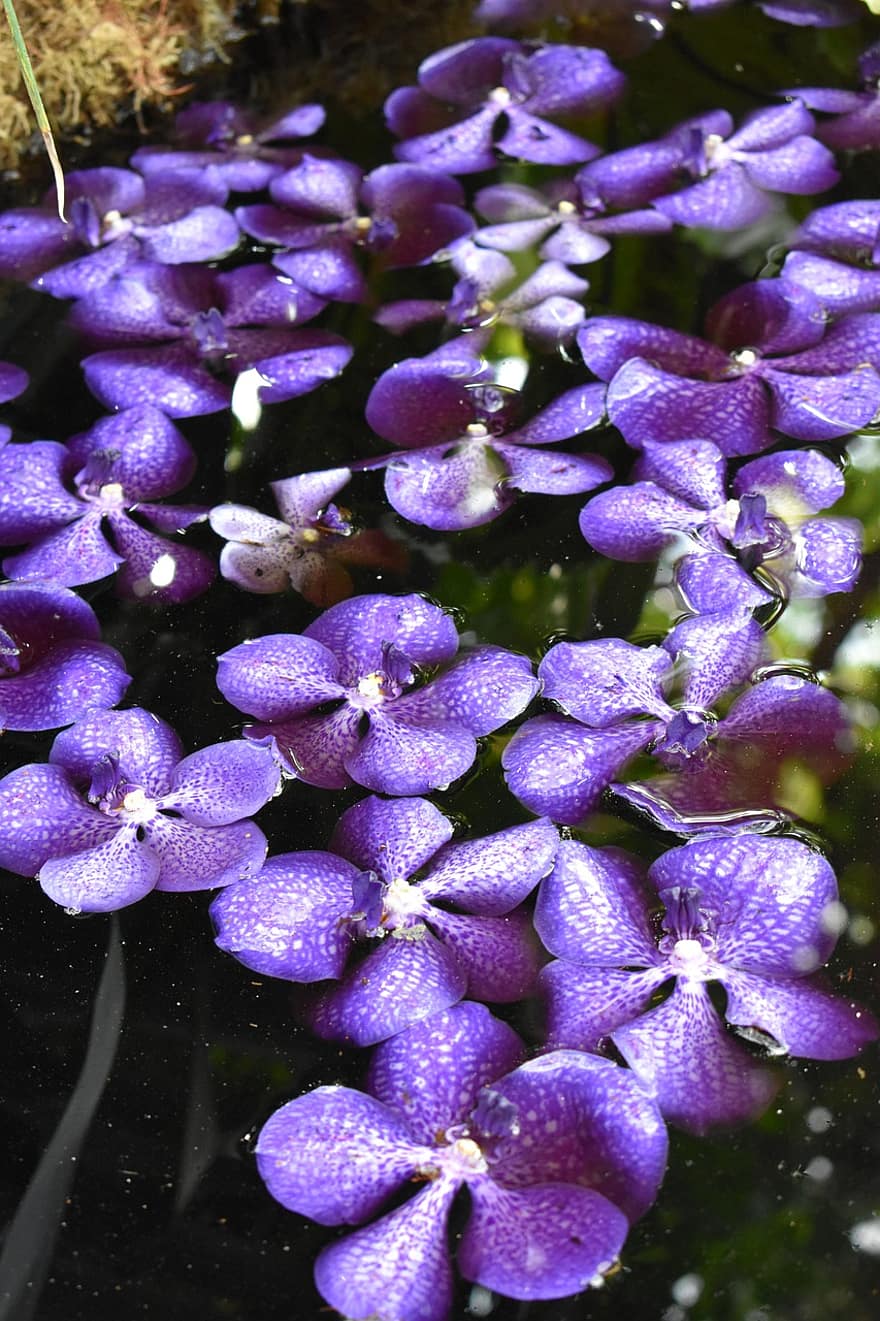 orkidea, Vanda, vesi, heijastus, kukka, Nybg, violetti, luonto, lähikuva, kasvi, puun lehti