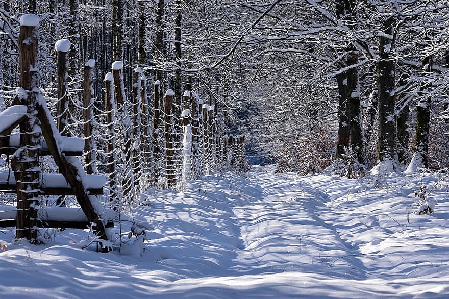 kelias, medžiai, žiemą, tvora, sniegas, snieguotas, šalčio, šalta, ledas, bukas, pušis
