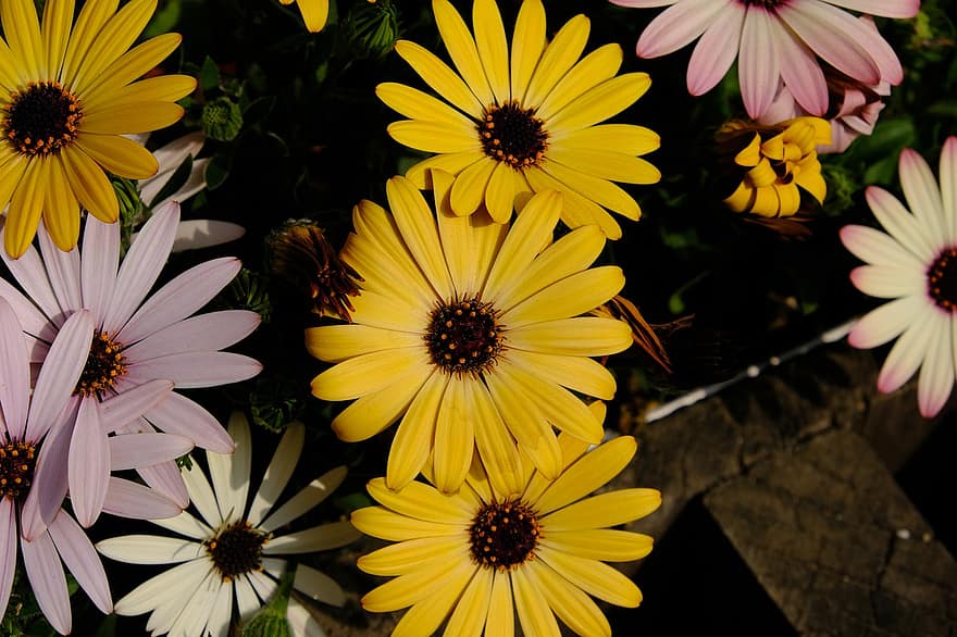 Yellow Flowers, Flowers, Garden, Plants, Nature, Flora, flower, plant, summer, close-up, daisy