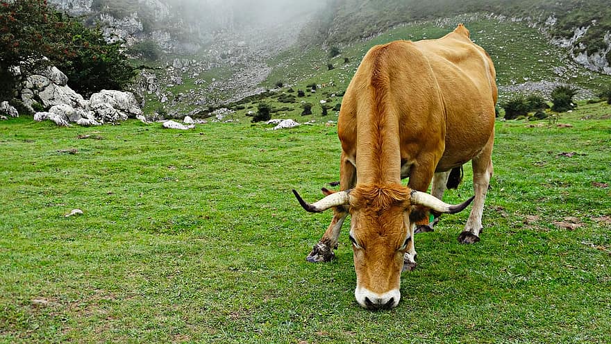 牛、角、家畜、ファーム、動物、自然、哺乳類、農業、農村、田舎、牧草地