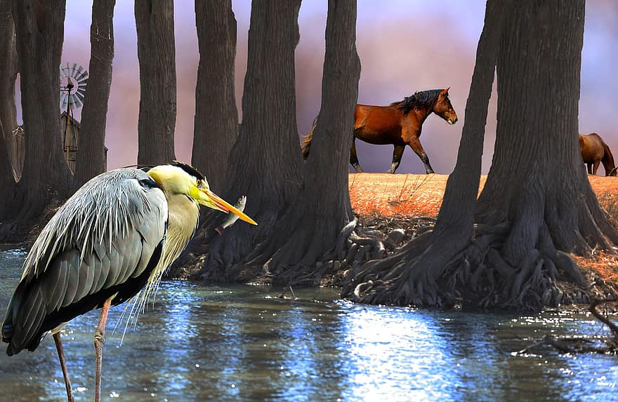 Heron, Wildlife, Outdoors, Fishing, Stream, Ranch, Horses, Cypress Trees, Stream Bank, animals in the wild, water