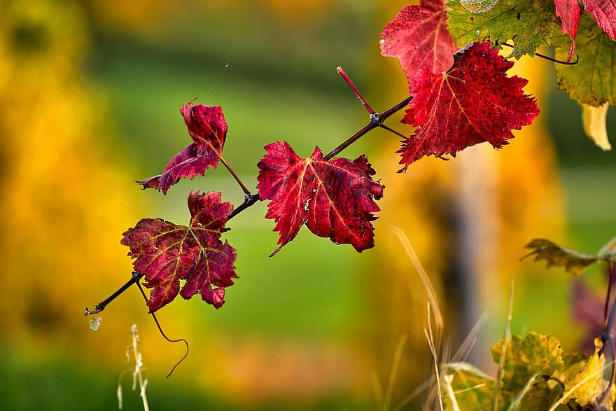 葉、グレープバイン、秋、気分、ぶどうの木、秋の色、色落ち、ぶどう酒、ブドウ栽培、ぶどう園