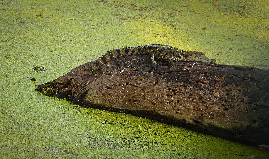 Krokodil, Alligator, Tierwelt, Zoologischer Park Nehru, Zoo