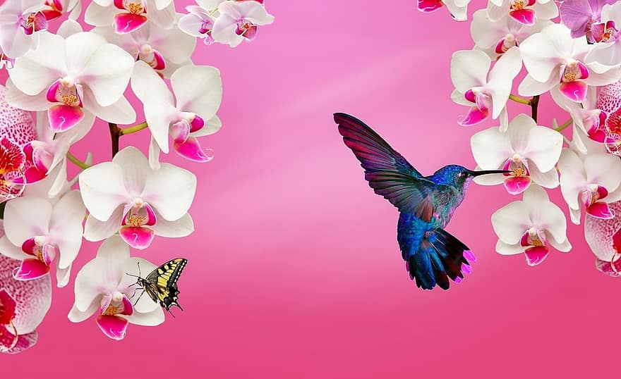 белая орхидея, орхидея розовая, орхидея фиолетовая, природа, колибри, орхидея, сад, декоративный цветок, птица