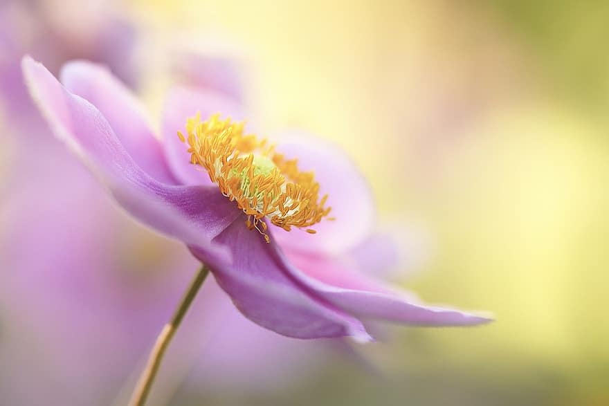 anemone japonesa, flor, planta