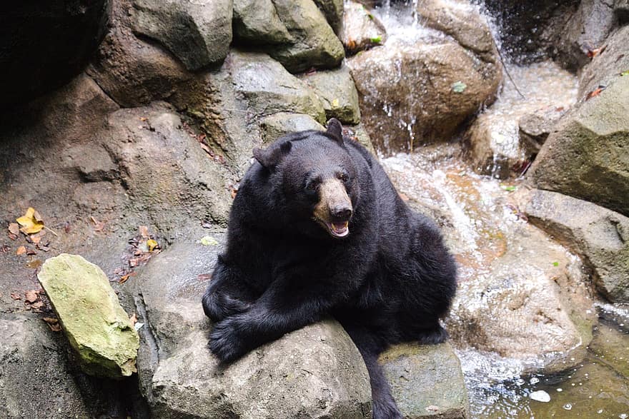 Bjørn, svart bjørn, dyr, natur, vill, skog