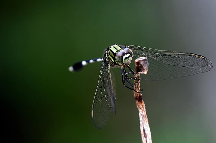 insecto, libélula, entomología, especies, de cerca, macro, color verde, ala animal, verano, animales en la naturaleza, ojo de animal