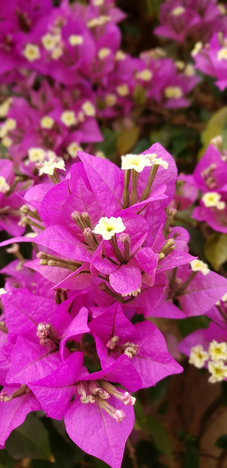 Flowers, Purple Flowers, Bougainvillea, Garden, Nature, Plants, Flora, plant, close-up, leaf, flower