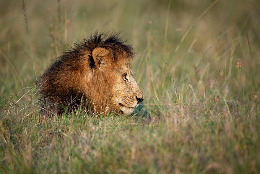 afrikkalainen, leijona, ruoho, kissa, eläin, luonto, ulko-, villieläimet, villi, nisäkäs, saalistaja
