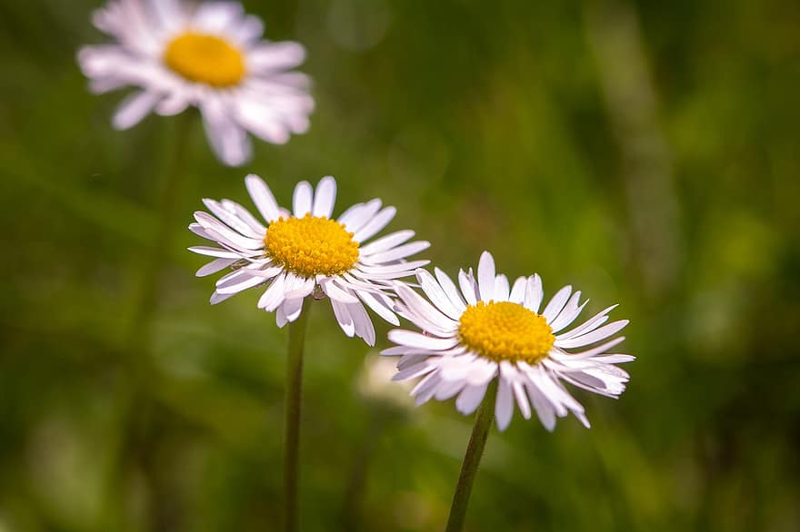 Daisies, Flowers, Plants, Field, Meadow, Blossoms, White Flowers, Flora, Nature