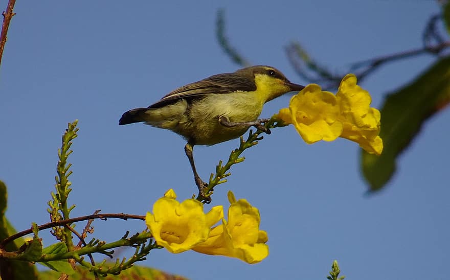 sunbird, ptak, żółte kwiaty, ptaków, Indie, Oddział, żółty, zbliżenie, dziób, kwiat, pióro