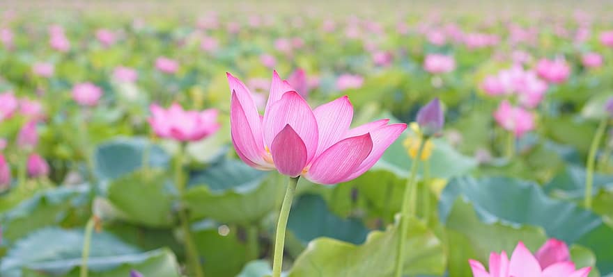 Lotus, Flower, Pink, Pink Flower, Lotus Flower, Bloom, Blossom, Petals, Pink Petals, Flora, Aquatic Plant