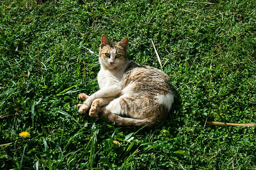 Animal, Cat, Feline, Lawn, Pet, grass, cute, kitten, pets, domestic cat, young animal