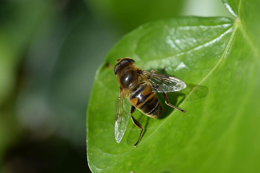 včela, hmyz, entomologie, makro, zblízka, biodiverzity, Příroda