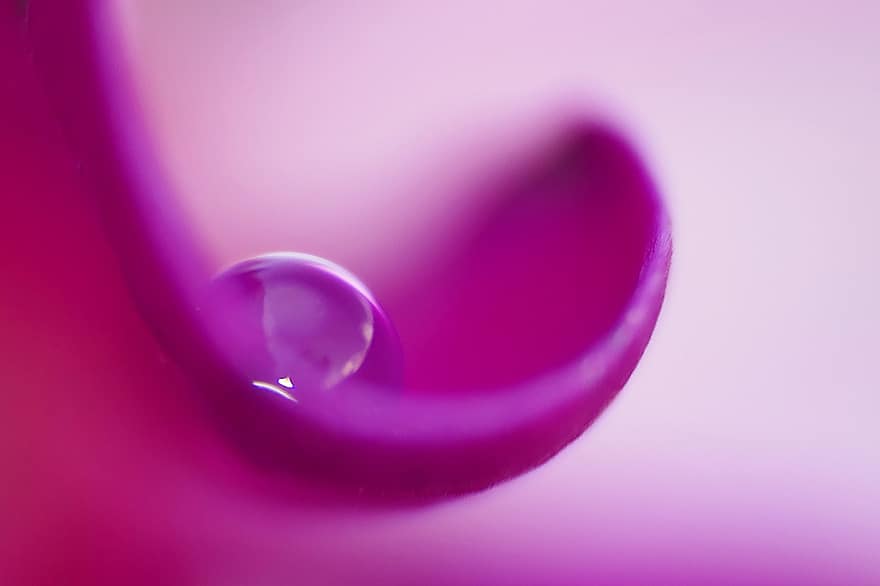 setetes air, ungu, mekar, berkembang, merapatkan, makro, basah, alam, violet