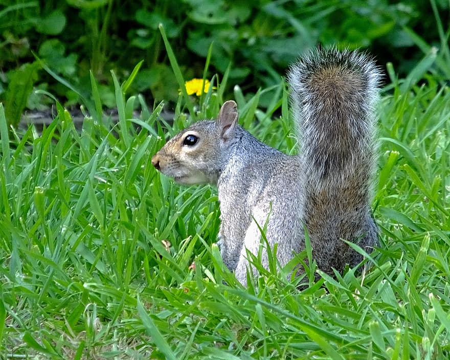 grijze eekhoorn, dier, pluizig, gras, tuin-