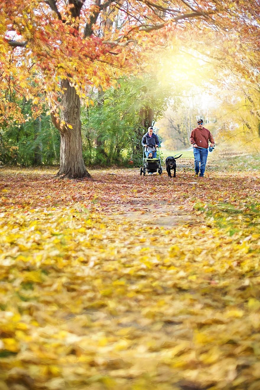 散歩、秋、歩く、家族、色落ち