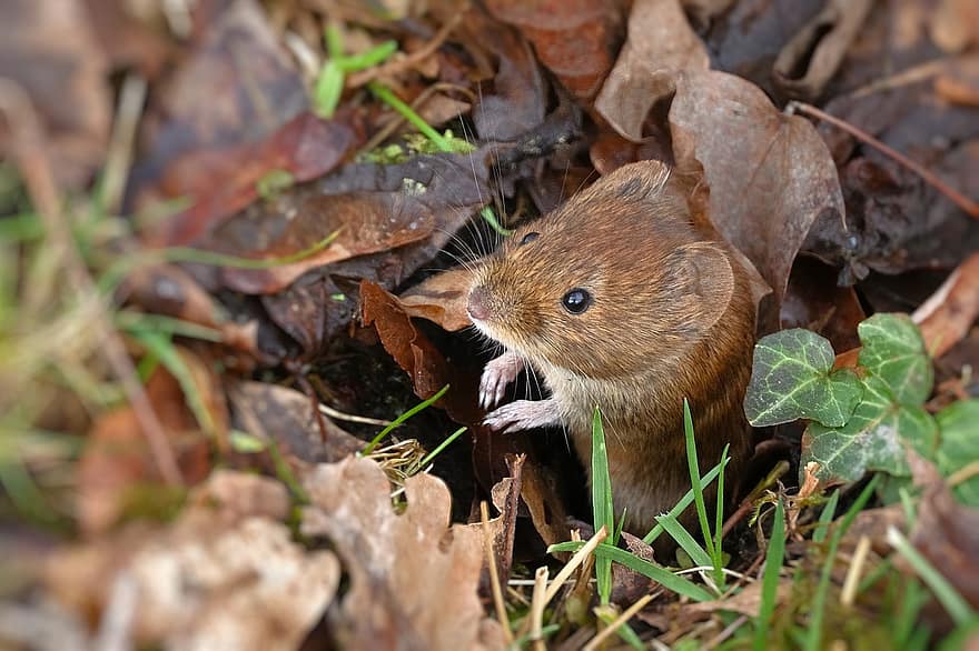 лесная мышь, отверстие, земля, листья, грызун, животное, млекопитающее, маленький, милый, мир животных