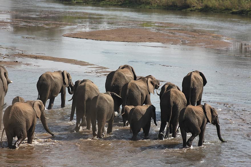 ελέφαντες, κοπάδι των ελεφάντων, παχύδερμο, λιμνούλα, άγρια ​​ζωή, φύση