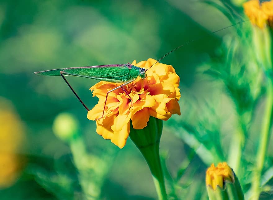 Flower, Pollination, Grasshopper, Insect, Locust, Nature, Plant, Floral, close-up, summer, green color