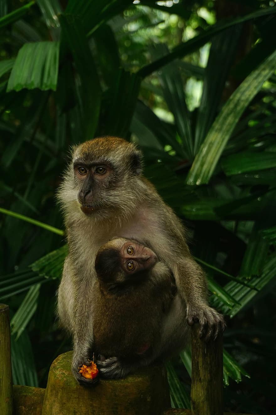 singes, primates, animaux, mammifères, bébé singe, mère, enfant, la nature, primate, singe, animaux à l'état sauvage