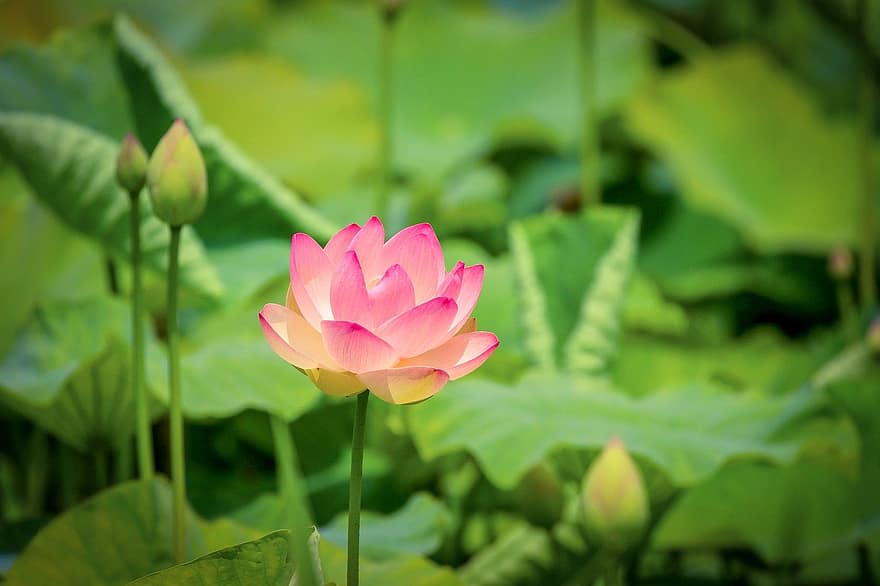 lótus, flor, Flor de Lotus