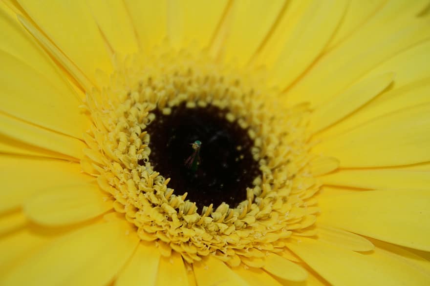 barberton tusenfryd, blomst, anlegg, gul blomst, gerbera, petals, natur, gul, nærbilde, petal, Gerbera daisy