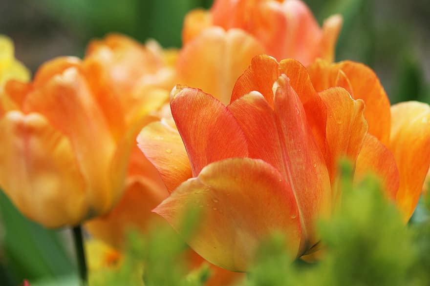 tulipas, botões, pétalas, flores, flores da primavera, prado flor, campo de flores, floricultura, jardim, flora, Primavera
