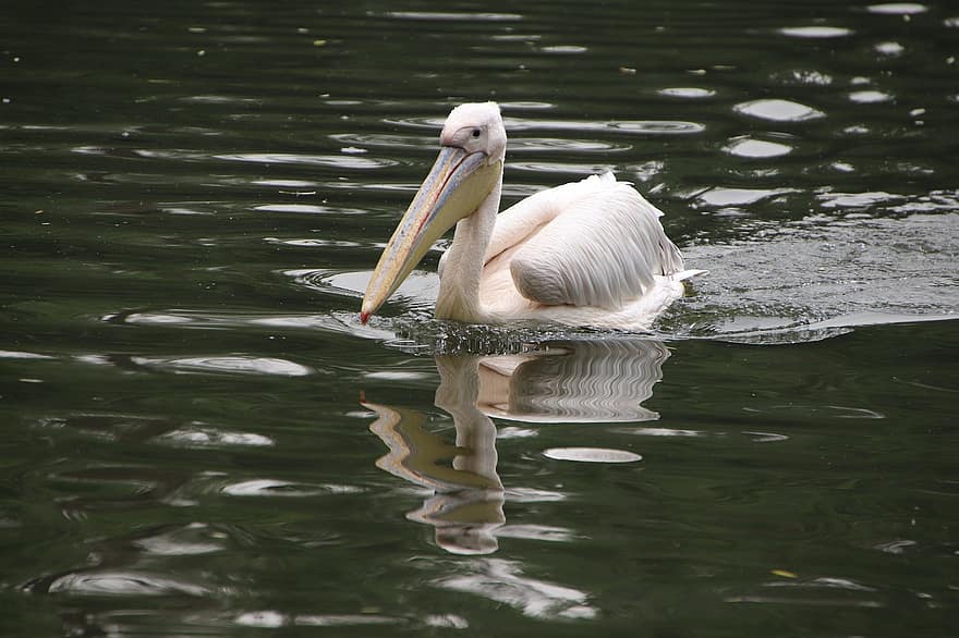 pelican, pasăre, trecere prin vad, păsări de apă, păsări acvatice, pene, cioc, ave, aviară, ornitologie, supravegherea păsărilor