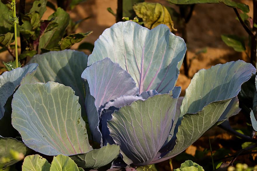Cabbage, Red Cabbage, Blue Cabbage, Vegetables, Food, Head Cabbage, Healthy, Eat, Raw Food, Violet, Vitamins