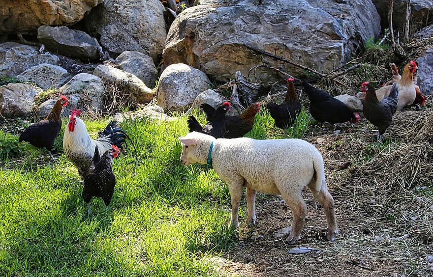 πρόβατο, κοτόπουλο, πουλερικά, εκτρεφόμενα ζώα, ζώα, βίλα, εξοχή, άνοιξη, αγρόκτημα, γρασίδι, γεωργία
