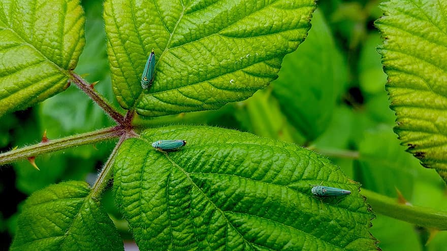 Hoppers de frunze, insecte, Turcoaz, frunze verzi, planta verde, natură, biologie, cicadellidae