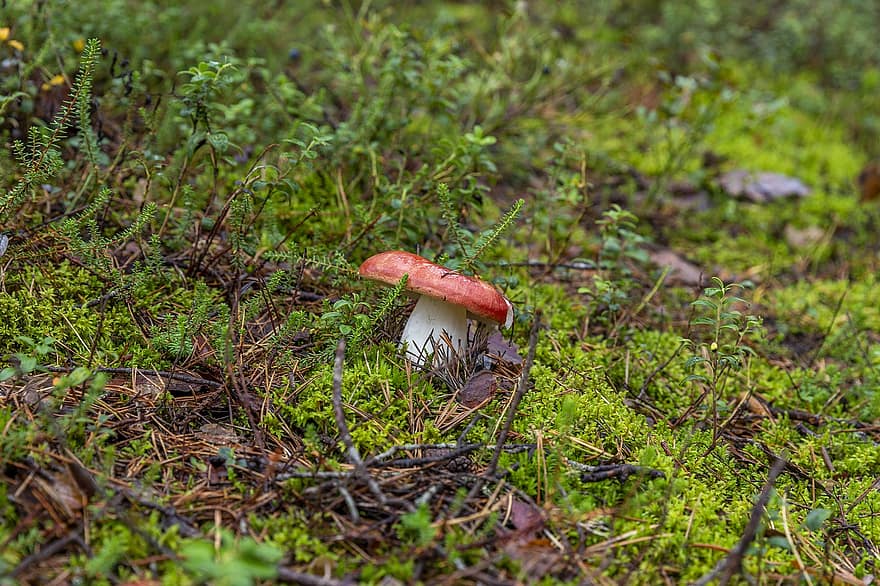 Mushroom, Russula, Toadstool, Fungus, Moss, Nature