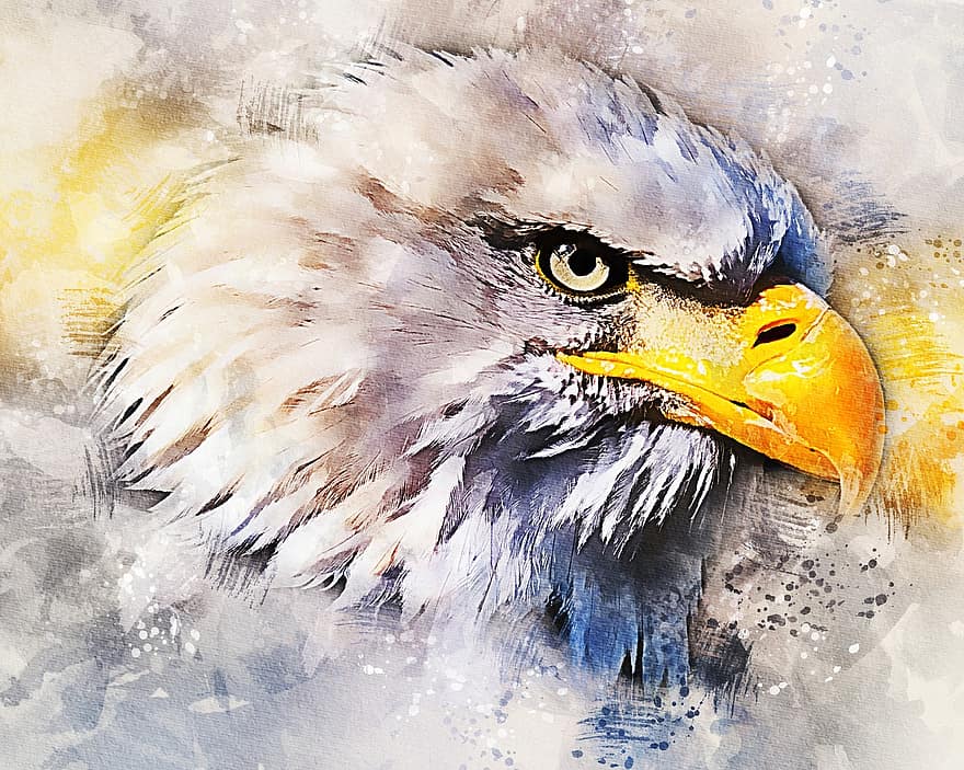 Adler, орел, Плешив орел, птица, граблива птица, природа, животно, ловец, хищник, портрет, глава