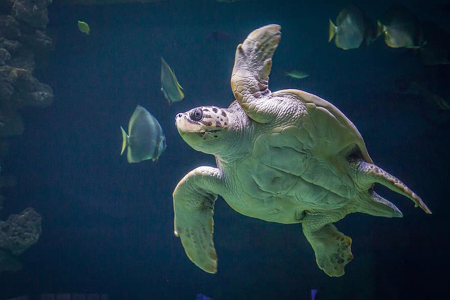 havssköldpadda, sköldpadda, skal, fisk, under vattnet, vatten-, Oceanum, stralsund