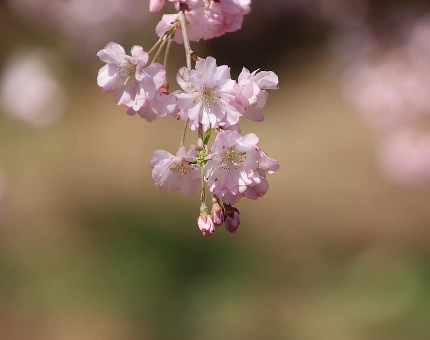 Цветение вишни, сакура, розовые цветы, цветы, весна, цветение, цвести, Флора, природа, крупный план, цветок