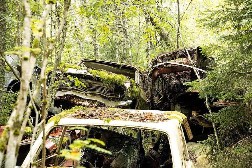 Auto abbandonate, incidente d'auto, foresta, macchine spazzatura, boschi, campagna