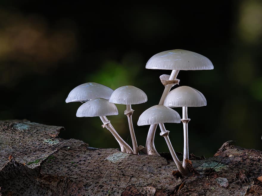 funghi, fungo, commestibile, libro fungo di ostrica di muco, funghi di bosco, foresta, natura, agarico