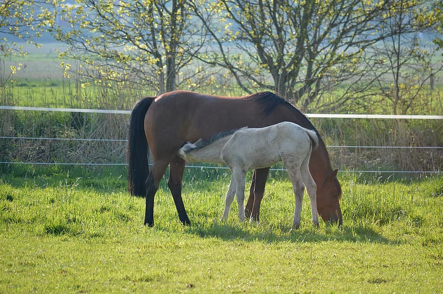 Foal, Horses, Field, Brown Horse, Mare, White Foal, Young Horse, Offspring, Pasture, farm, grass