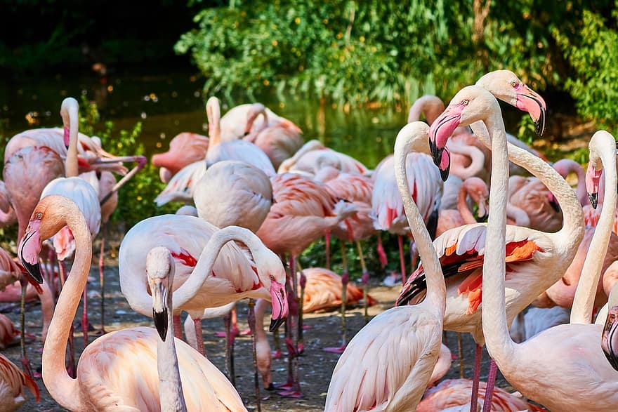 flamingo, näbb, fjäderdräkt, fjädrar, vildmark, djur-