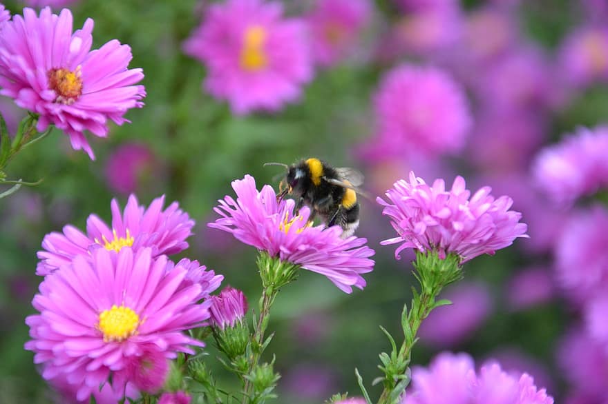 pszczoły, kwiat, Natura, ścieśniać, zapylanie, owad, zbliżenie, roślina, lato, makro, zielony kolor