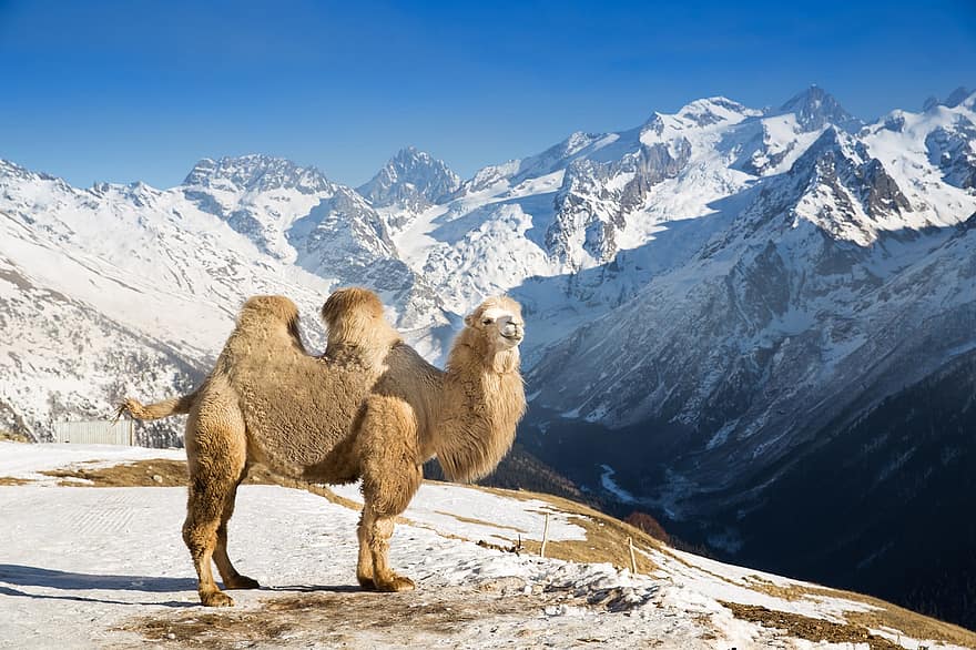 chameau, les montagnes, hiver, neige, la nature, Russie, faune, animal