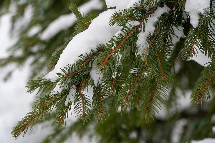snö, tallskott, vinter-, frost, snöfall, natur, landskap, träd, gren, skog, barrträd