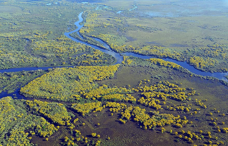 pantanal, con sông, đất ngập nước, Thiên nhiên, phong cảnh, Môi trường, màu xanh lá, tự nhiên
