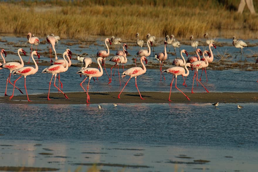 flamingos, fåglar, djur, vatten, Vadarfåglar, Stiltfotad, fjädrar, fjäderdräkt, näbb, räkningen, fågelskådning