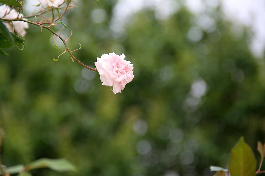rosa, kwiat
