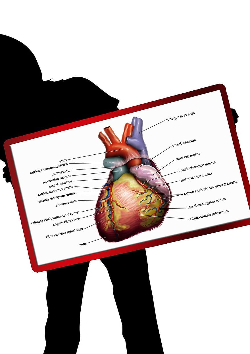 Gezondheid, lichaam, silhouet, onderzoek, hartslag, pols, bloeddruk, kromme, hart-, aderen, bloed
