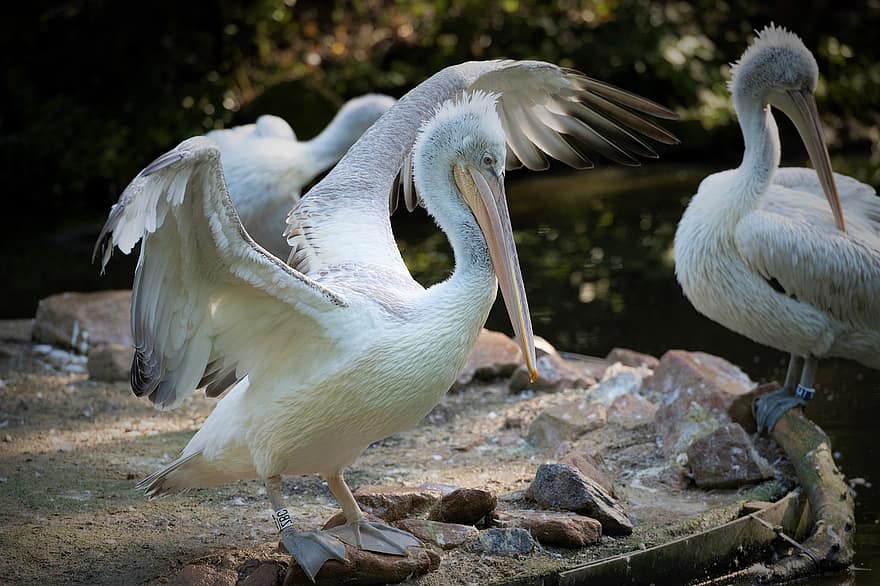 pelicano, pássaro, jardim zoológico, animal, pássaro aquático, ave aquática, animais selvagens, agitando, fauna