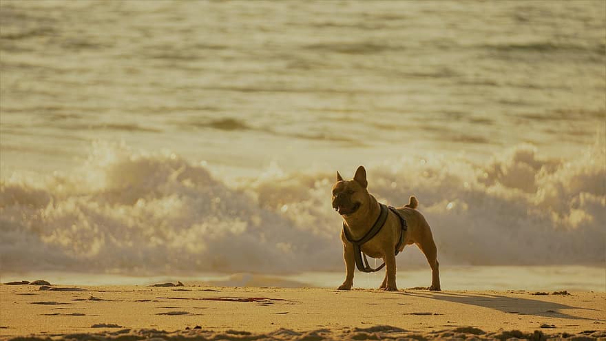 犬、フレンチ・ブルドッグ、ビーチ、砂、海洋、海、ハーネス、波、動物、足、ペット